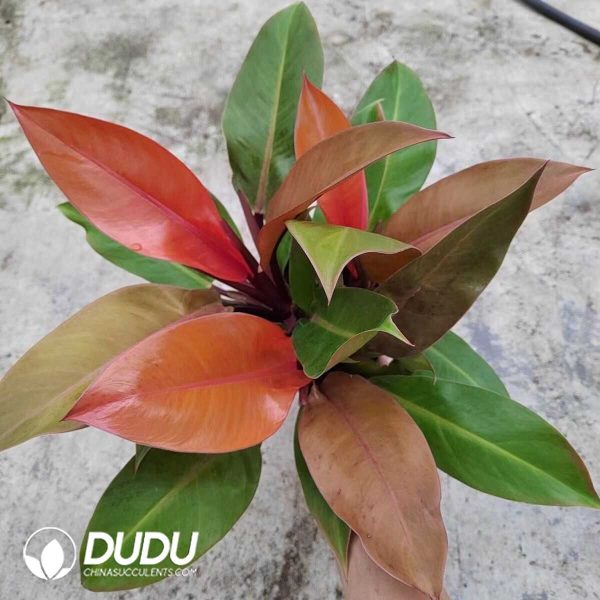 1756132101-1753170345-e201.jpg Philodendron 'Sun Red'(Seedling 100 pcs) - Image 1