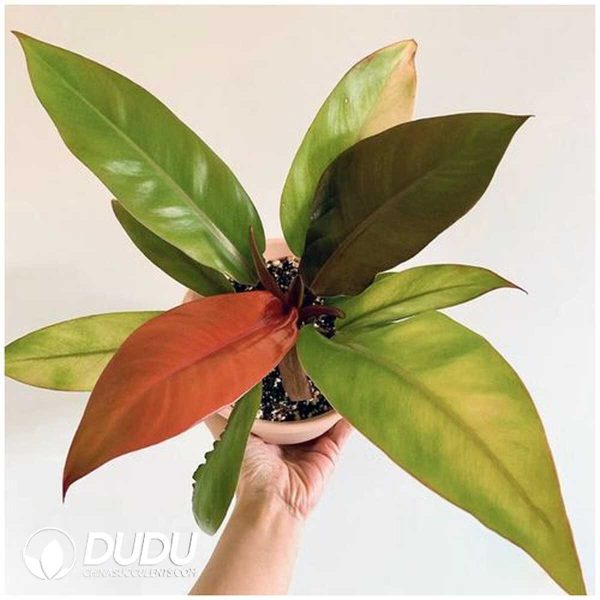 1756132103-1753170350-e201.jpg Philodendron 'Prince of Orange'(Seedling 100 pcs) - Image 1