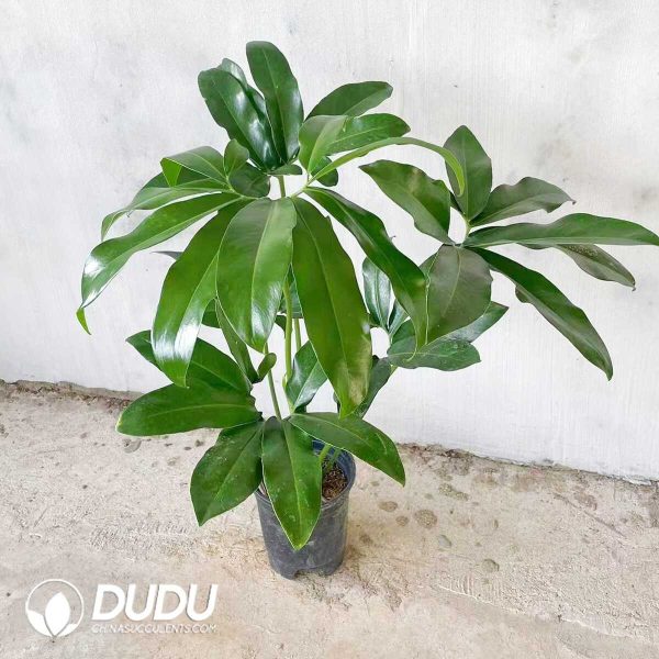 1756132105-1753170359-e201.jpg Philodendron goeldii(Seedling 100 pcs) - Image 1