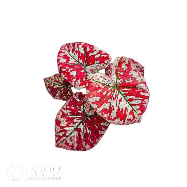 1756132111-1753170785-e201.jpg Caladium 'CM81'(Seedling 100 pcs) - Image 1