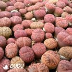 600-1000pcs Lithops 393A