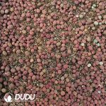 600-1000pcs Lithops 393A - Image 2