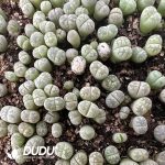 600-900pcs Lithops otzeniana Nel