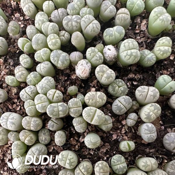 1756132115-e201-1-1.jpg 600-900pcs Lithops otzeniana Nel - Image 1