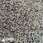 600-900pcs Lithops otzeniana Nel - Image 2