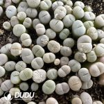 600-800pcs Lithops gracilidelineata C244