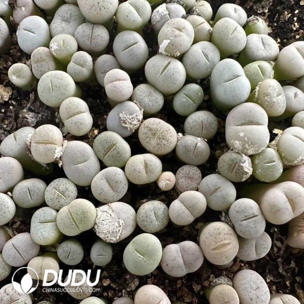 1756132118-e201-2-1.jpg 600-800pcs Lithops gracilidelineata C244 - Image 1