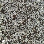 600-800pcs Lithops gracilidelineata C244 - Image 2