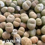 600-900pcs Lithops gracilidelineata hybrid