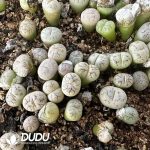 500-700pcs Lithops C188