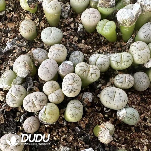 1756132124-e201-4-1.jpg 500-700pcs Lithops C188 - Image 1
