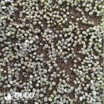 500-700pcs Lithops C188 - Image 2
