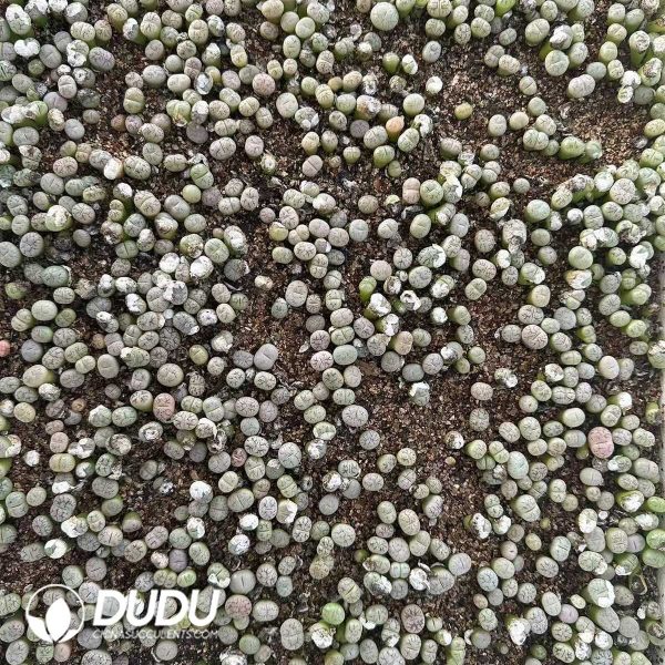 1756132126-e202-4-1.jpg 500-700pcs Lithops C188 - Image 2