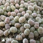 800-1000pcs Lithops olivacea