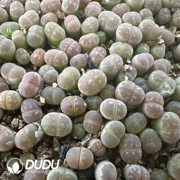 1756132127-e201-5-1.jpg 800-1000pcs Lithops olivacea - Image 1