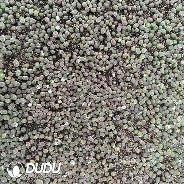 1756132129-e202-5-1.jpg 800-1000pcs Lithops olivacea - Image 2