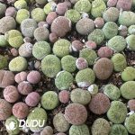 600-800pcs Lithops Hybrid Leslei X Dinteranthus Venzylii