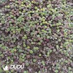 600-800pcs Lithops Hybrid Leslei X Dinteranthus Venzylii - Image 2