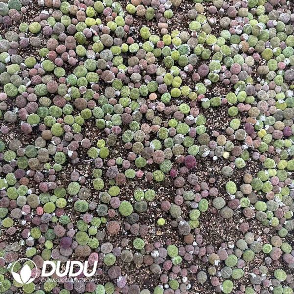 1756132135-e202-7-1.jpg 600-800pcs Lithops Hybrid Leslei X Dinteranthus Venzylii - Image 2