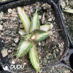 Agave Ji Ren Variagated