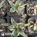 Agave Ji Ren Variagated - Image 2