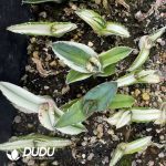 Agave White rhinoceros Variagated