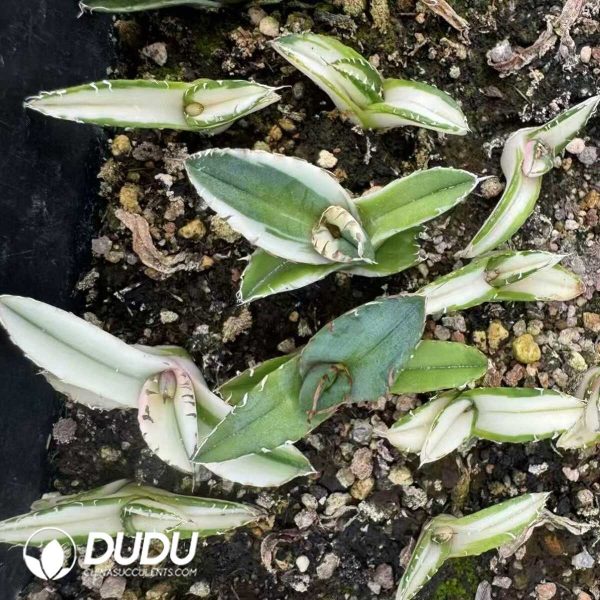 Agave White rhinoceros Variagated - Image 1