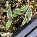 Agave White rhinoceros Variagated - Image 2