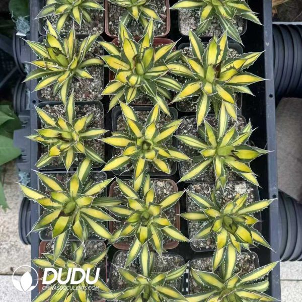 1756132142-e201-10-1.jpg Agave horrida variegata yellow - Image 1