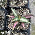 Agave Kissho Kan var. mediopicta