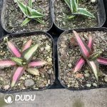 Agave Kissho Kan var. mediopicta - Image 2