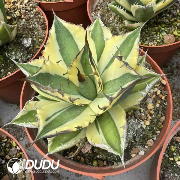 1756132149-e201-12-1.jpg Agave titanota 'Snaggle Tooth' - Image 1