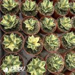 Agave titanota 'Snaggle Tooth' - Image 2