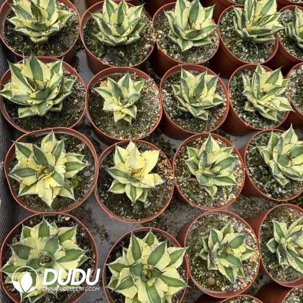 1756132151-e202-11-1.jpg Agave titanota 'Snaggle Tooth' - Image 2