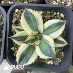 Agave titanota 'Snaggle Tooth'