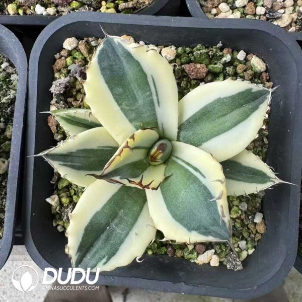 1756132153-e201-13-1.jpg Agave titanota 'Snaggle Tooth' - Image 1