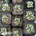 Agave titanota 'Snaggle Tooth' - Image 2