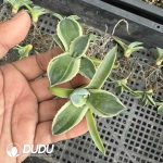 Agave parryi truncata variegated