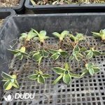 Agave parryi truncata variegated - Image 2