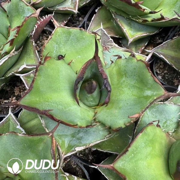 Agave Titanota - Image 1