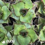 Agave Titanota - Image 2