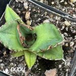 Agave Titanota 'Cupid