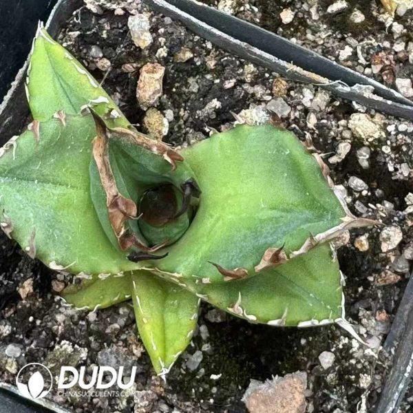 Agave Titanota 'Cupid - Image 1