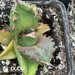 Agave Titanota 'Cupid - Image 2