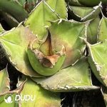 Agave Titanota 'White rhino'
