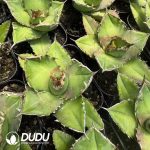 Agave Titanota 'White rhino' - Image 2