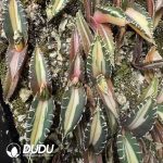 Agave Titanota Green Specter Mediopicta variegated