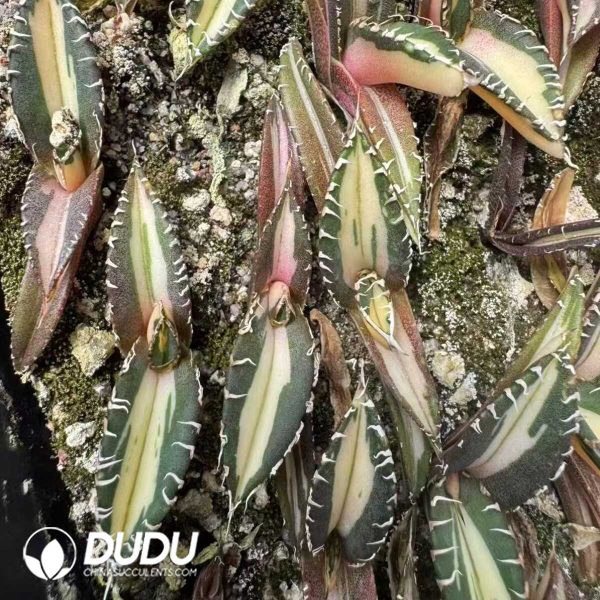 Agave Titanota Green Specter Mediopicta variegated - Image 1