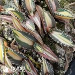 Agave Titanota Green Specter Mediopicta variegated - Image 2