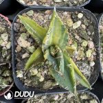 AgaveAgave titanota 'Crab'variegated - Image 2